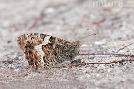 Attēlu rezultāti vaicājumam “Hipparchia semele”