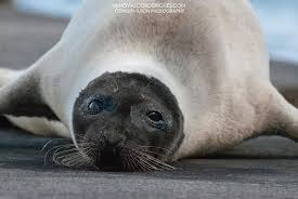 Image result for Pagophilus groenlandicus