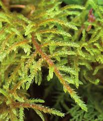 Attēlu rezultāti vaicājumam “Hylocomiastrum umbratum”