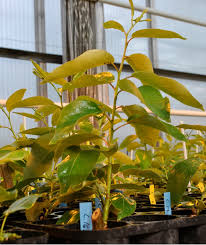 Attēlu rezultāti vaicājumam “Populus x petrowskyana”