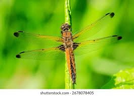 Attēlu rezultāti vaicājumam “Libellula fulva”