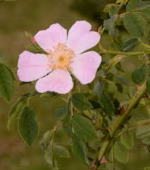 Attēlu rezultāti vaicājumam “Rosa subcanina”