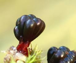 Attēlu rezultāti vaicājumam “Metatrichia vesparia”