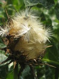 Attēlu rezultāti vaicājumam “Silybum marianum fruit”