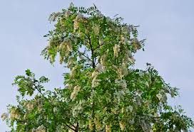 Attēlu rezultāti vaicājumam “Robinia”