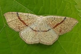 Attēlu rezultāti vaicājumam “Cyclophora punctaria”