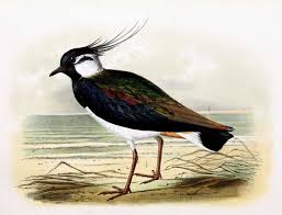 Attēlu rezultāti vaicājumam “Vanellus vanellus”