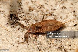 Attēlu rezultāti vaicājumam “Nepa cinerea”