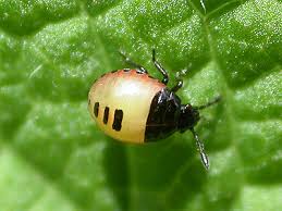 Attēlu rezultāti vaicājumam “Tritomegas bicolor nymph”