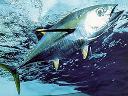 Image result for Thunnus albacares