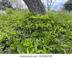 Image result for Potentilla tormentilla