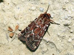 Attēlu rezultāti vaicājumam “Lycophotia porphyrea”