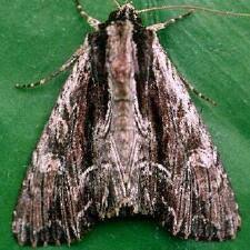 Attēlu rezultāti vaicājumam “Apamea ophiogramma”