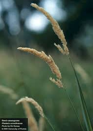 Attēlu rezultāti vaicājumam “Phalaroides arundinacea”