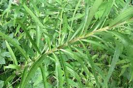 Attēlu rezultāti vaicājumam “Lilium lancifolium bud”