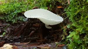 Attēlu rezultāti vaicājumam “Pseudohydnum gelatinosum”