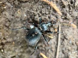 Attēlu rezultāti vaicājumam “Cychrus caraboides”