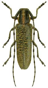 Attēlu rezultāti vaicājumam “Agapanthia villosoviridescens”