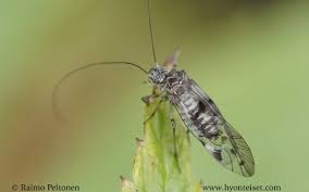 Attēlu rezultāti vaicājumam “Psococerastis gibbosa”