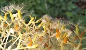 Attēlu rezultāti vaicājumam “Valeriana officinalis fruit”
