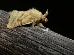 Attēlu rezultāti vaicājumam “Malacosoma castrensis male”