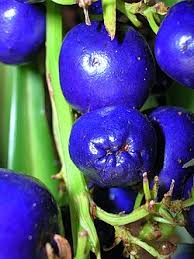 Attēlu rezultāti vaicājumam “Dianemataceae”