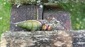 Attēlu rezultāti vaicājumam “Cerura vinula larva”