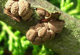 Attēlu rezultāti vaicājumam “Encoelia furfuracea”