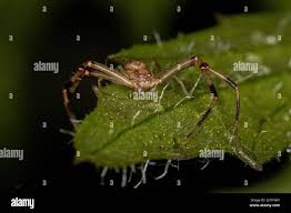 Attēlu rezultāti vaicājumam “Thomisidae”