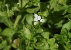 Attēlu rezultāti vaicājumam “Galium trifidum”