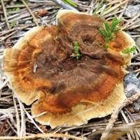 Attēlu rezultāti vaicājumam “Coltricia perennis”