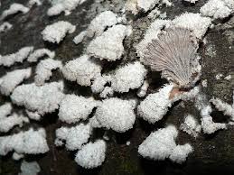 Attēlu rezultāti vaicājumam “Schizophyllum commune”