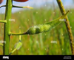 Attēlu rezultāti vaicājumam “Sinapis arvensis fruit”