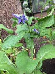 Attēlu rezultāti vaicājumam “Borago officinalis leaf”