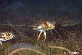 Image result for Dactylopterus volitans