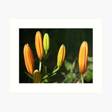 Attēlu rezultāti vaicājumam “Lilium lancifolium bud”