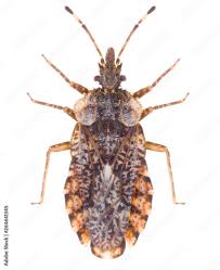 Attēlu rezultāti vaicājumam “Aradus betulae”