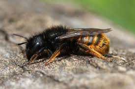 Attēlu rezultāti vaicājumam “Osmia bicolor”