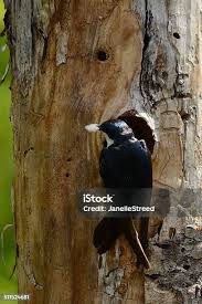 Attēlu rezultāti vaicājumam “Dryocopus martius nest”