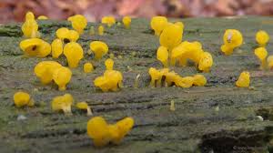 Attēlu rezultāti vaicājumam “Calocera glossoides”