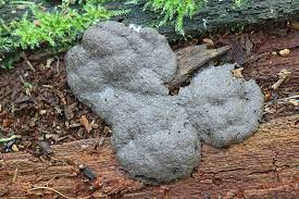 Attēlu rezultāti vaicājumam “Tubifera magna”