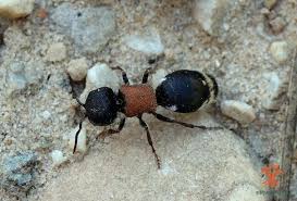 Attēlu rezultāti vaicājumam “Mutilla europaea”