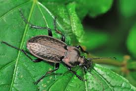 Attēlu rezultāti vaicājumam “Carabus granulatus”