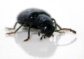 Attēlu rezultāti vaicājumam “Korynetes caeruleus”