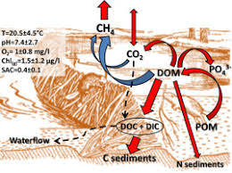 Attēlu rezultāti vaicājumam “Castor fiber”