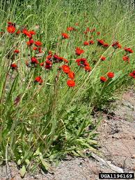 Attēlu rezultāti vaicājumam “Pilosella aurantiaca”