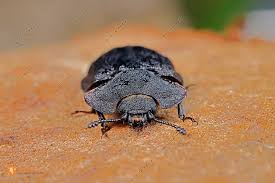 Attēlu rezultāti vaicājumam “Peltis grossa”