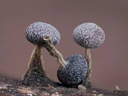 Attēlu rezultāti vaicājumam “Physarum album”