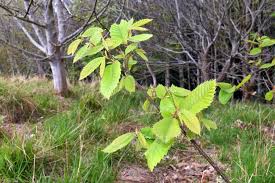 Attēlu rezultāti vaicājumam “Castanea sativa  leaf”