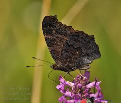 Attēlu rezultāti vaicājumam “Inachis io”